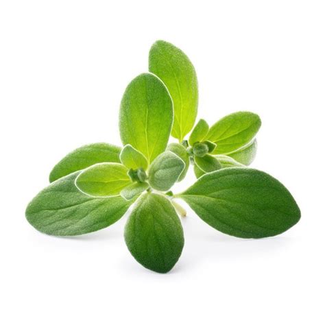 Image result for Java Spring Framework