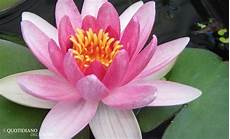 fior di loto significato il quotidiano lazio la purezza fiore di loto fior di loto significato il quotidiano lazio la purezza fiore di loto