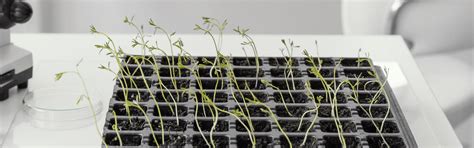 Plant Tissue Culture - Clean Room Equipment Manufacturer