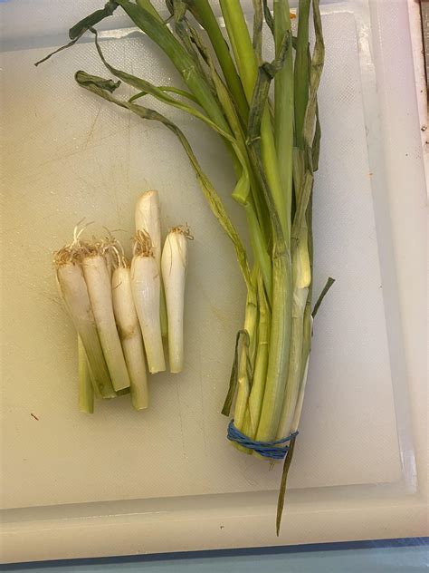 Green Onion Growth Cycle