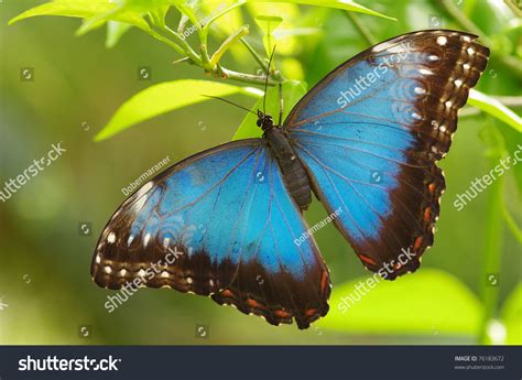 Menelaus Blue Morpho Iridescent Tropical Butterfly库存照片76183672 ...