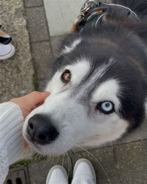 Most handsome husky with heterochromia in 2025 | Pretty dogs, Pretty ...