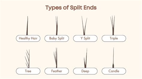 Image result for Split-Ends Explained