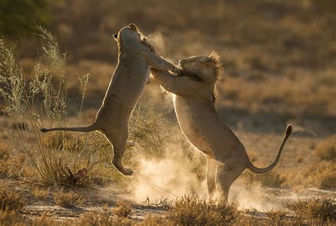 Image result for Animals Explodes