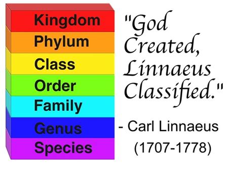 Image result for Carl Linnaeus Classification System