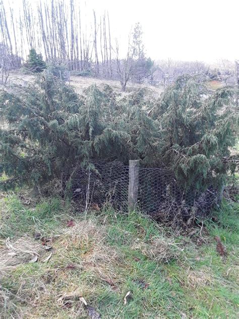 Juniperus recurva - Himalayan weeping juniper | Westonbirt