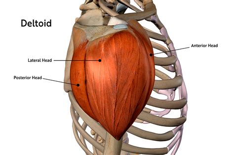 Shoulder Muscle Anatomy