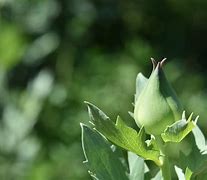 Image result for Bud Bunnies