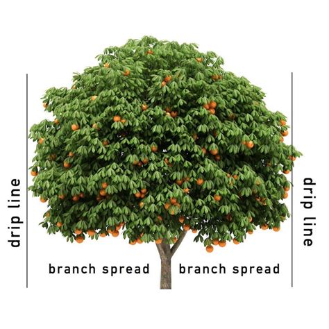 Buy 4 lb. Organic Granular Fruit and Nut Plant Food Fertilizer with ...