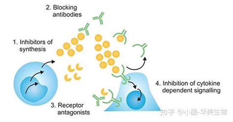 药学院王永辉研究员课题组在抗肿瘤腺苷A2A受体拮抗剂方面取得新进展