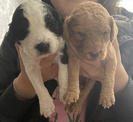 Image result for Cockapoo Dogs for Rehoming