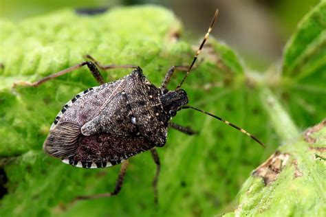 What Kills Stink Bugs? - POMAIS Agriculture
