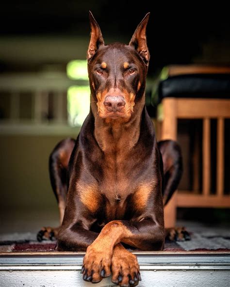 animals in Pet Supplies for sale | Doberman, Doberman pinscher ...