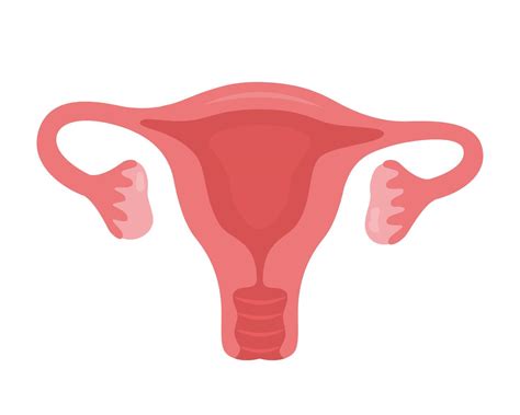 Uterus. Woman reproductive health illustration. Gynecology. Anatomy ...