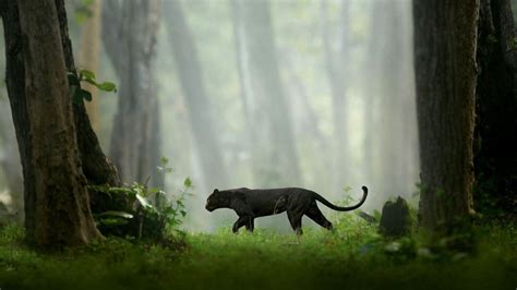 How to explore the best of wild Karnataka: by land, air and sea | Condé ...