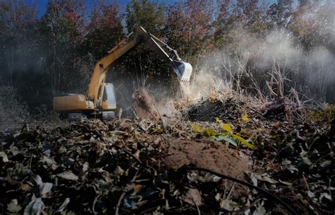 Image result for Planting Tree with Backhoe