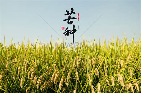 Celebrating Mangzhong (芒种) - Imperial Harvest