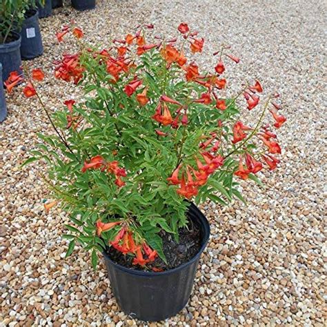 WoFLoo Live Red Tecoma/Tikoma Flower Plant with Pot - for Garden ...