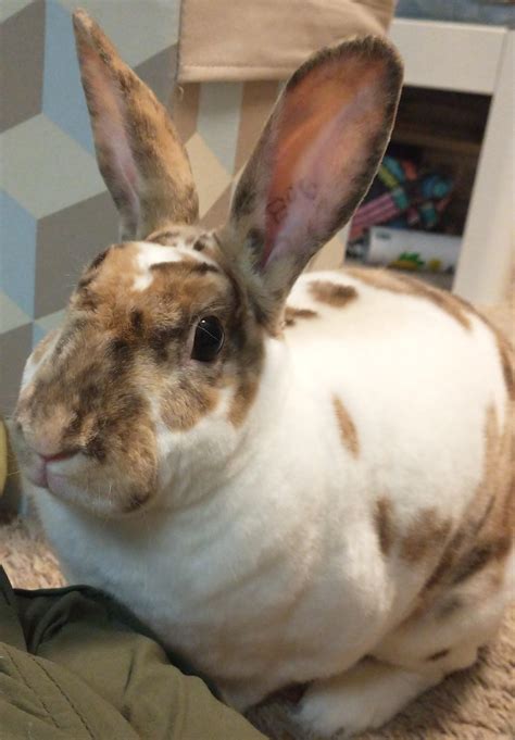 What do ear tattoos mean? : r/Rabbits