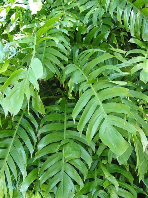 Bloom Network's Pack of TWO without pot (1 Dragon Tail & 1 Golden ...