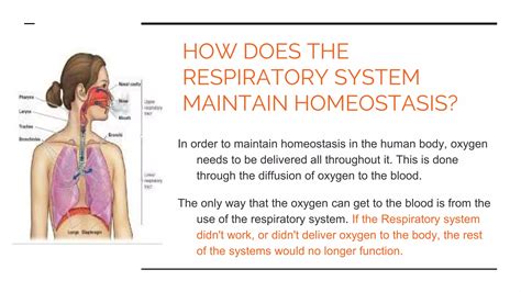 How Does The Respiratory System Maintain Homeostasis