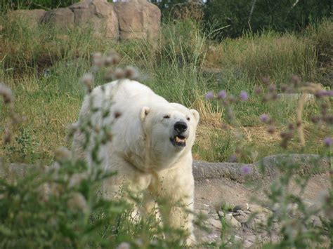 Free Images : nature, white, animal, wildlife, fur, predator, polar bear, mouth, roar, golden ...