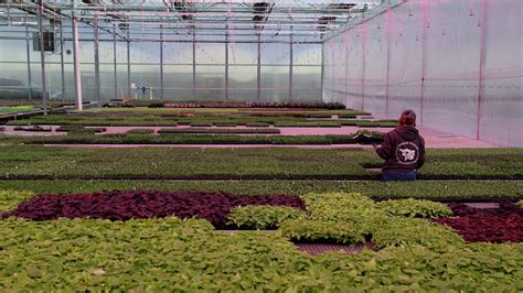 A day at Fessler Nursery near Woodburn, Oregon greenhouse plants