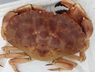 Creature Feature: Jonah Crab (Cancer borealis) and Rock Crab (Cancer ...