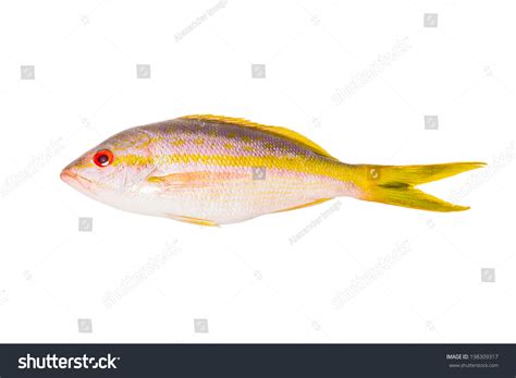 Yellow Tail Snapper Whole Fresh Fish Stock Photo (Edit Now) 198309317