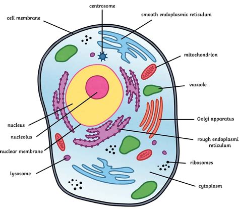 Draw a neat labelled diagram of an animal cell Draw a neat labelled ...