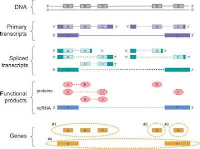 Image result for Gene Encode
