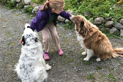 Image result for Cavapoo Adult