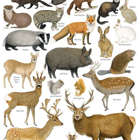 British Land Mammals Identification A3 Poster, Art Print, Chart
