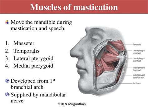Muscles of Mastication Lecture 的图像结果