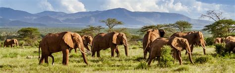 Holiday Accommodation & Lettings at Diani Beach in Kenya from 1.679 ...