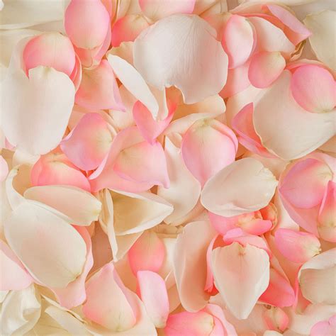 Member's Mark Fresh Rose Petals, 3000 ct., Choose color variety - Sam's ...