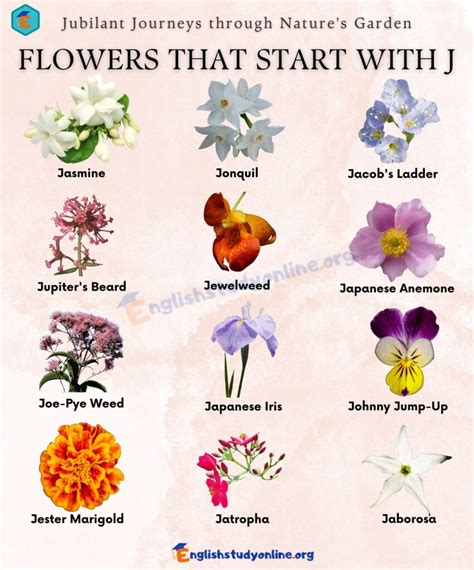 Jazzy and Joyful: Discovering Flowers That Start with J - English Study ...