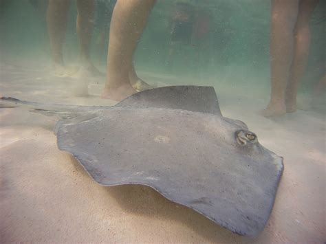 Stingray Sting