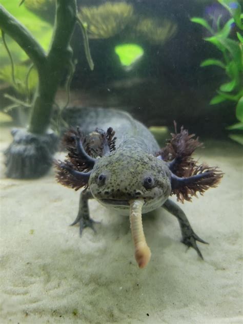 Do I have something in my teeth? : r/axolotls