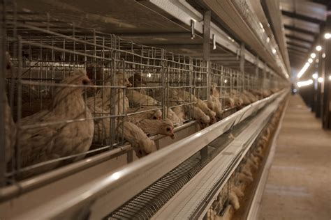 养鸡场集体进食的母鸡摄影高清jpg图片免费下载_编号14ohx6pjv_图精灵