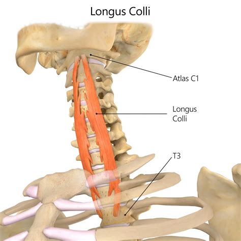 Longus Colli Muscle