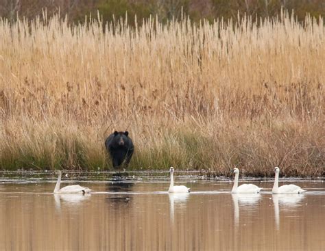 Bear and tundra swans | FWS.gov