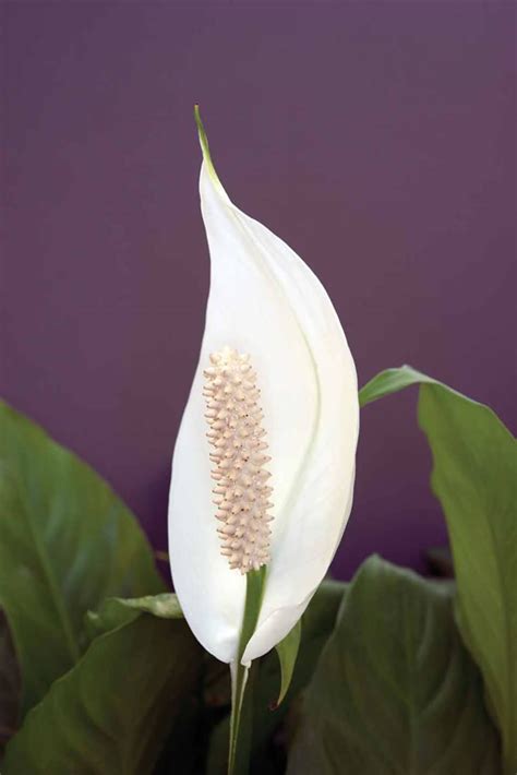 Spathiphyllum wallisii