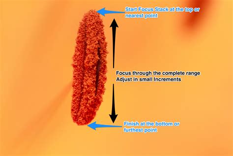 Image result for Focus Stacking Tutorial