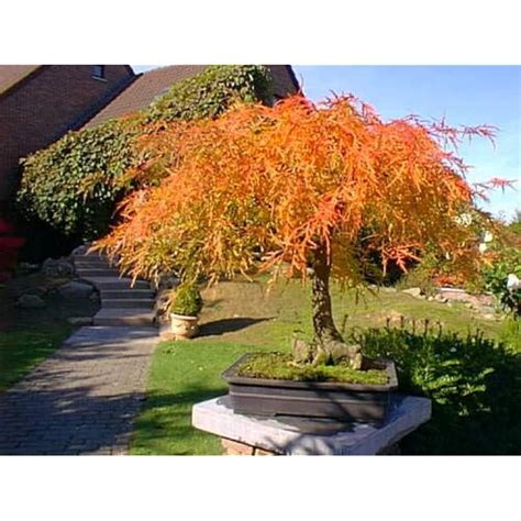 Basque Fresh Seeds: Red Lace Leaf Japanese Maple (Acer India | Ubuy