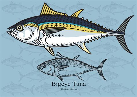 Bigeye Tuna (Thunnus Obesus) - Fishmasters.com