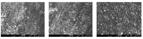 Effect of Surface Pre-Reacted Glass Ionomer Containing Dental Sealant ...
