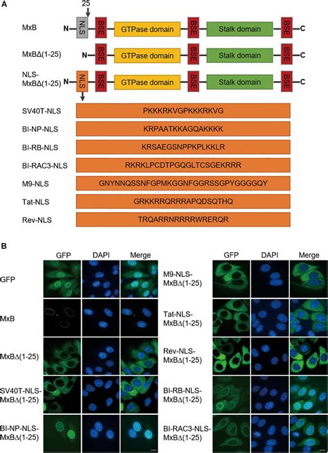 Proteins With Nuclear Localization Signal at Christopher Hannan blog