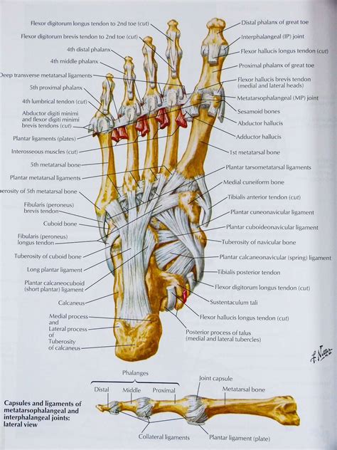 The best atlas of human anatomy there is Atlas of...