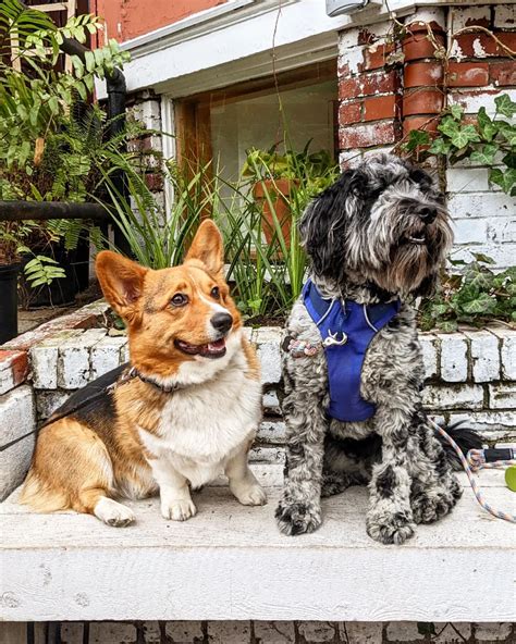 Black Sheep Bagel Cafe